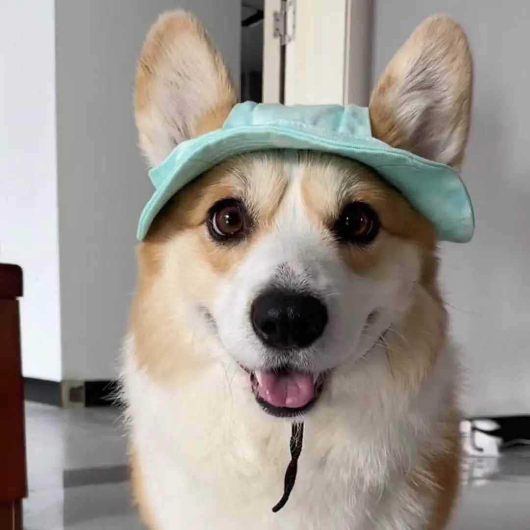 Corgi perro gato verano sombrero para el sol ligero protección UV gorra de pescador lindo animal de compagnie accesorio al aire libre accesorios para perros pequeños