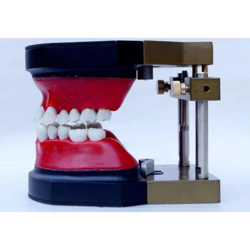 YTYIN نموذج ممارسة تقويم الأسنان Typodont #4