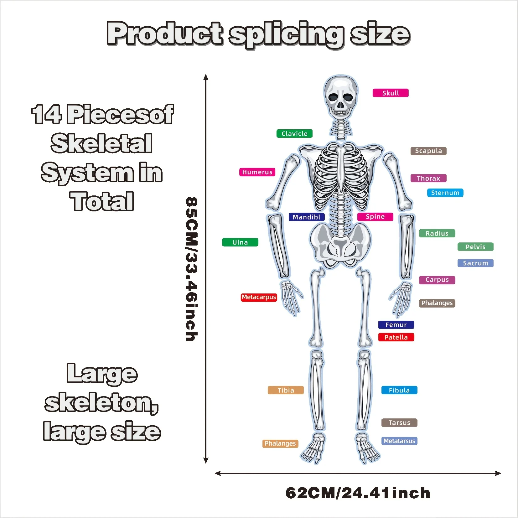 36-Piece Professional Human Skeleton Magnetic Set - 14 Anatomical Bone Magnets + 22 Detailed Organ/Muscle Labels