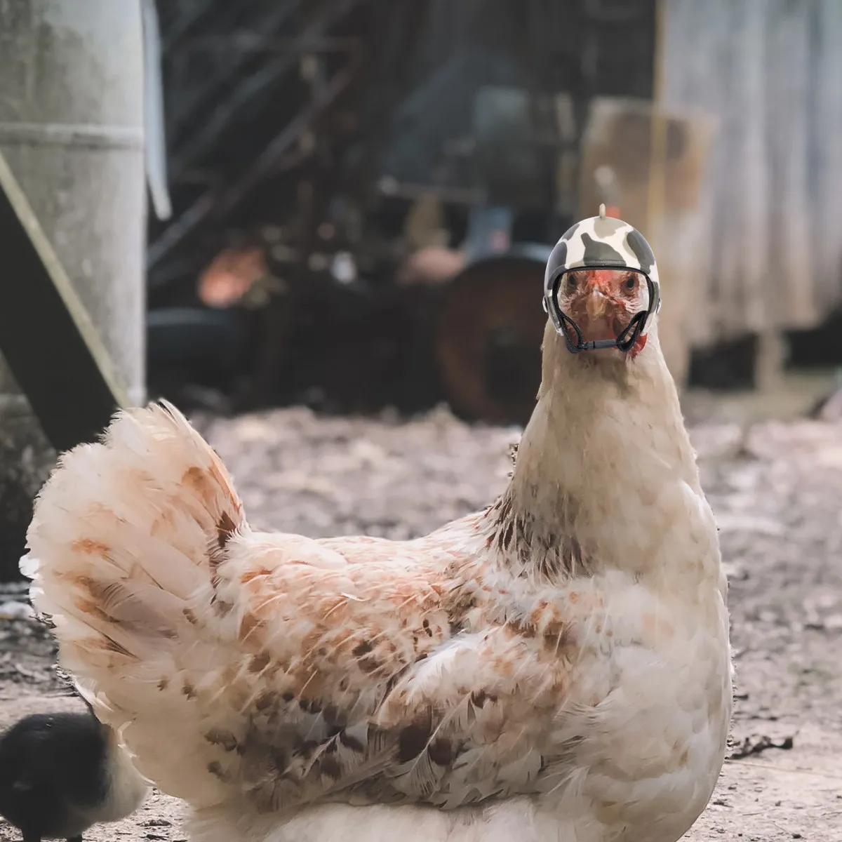 Chicken Pet Protection Safety Cap Adjustable Strap Sun Rain Buffer Performance PP Bird Hens Costume Accessories