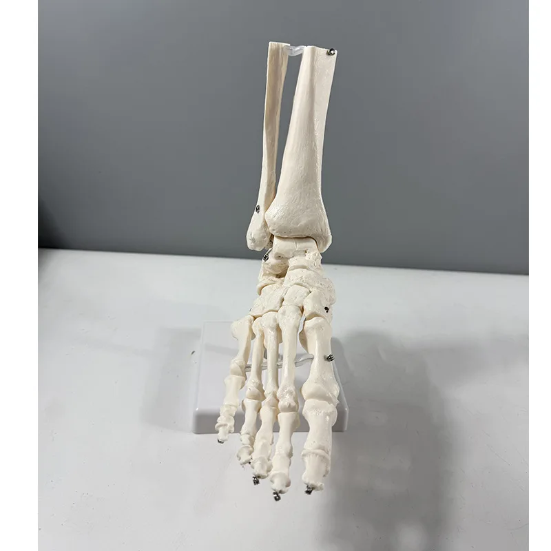 

Анатомическая модель скелета на щиколотке в натуральную величину, медицинский дисплей, учебный инструмент, медицинские научные канцелярские принадлежности для школы, новинка 1:1