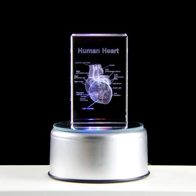 3D Laser Engraved Heart Organ Model Crystal Cube Human Anatomical