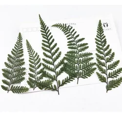60pcs Pressed Dried Green Dauallia Bullata Fern Leaves Plant Herbarium For Jewelry Postcard Invitation Card Phone Case DIY