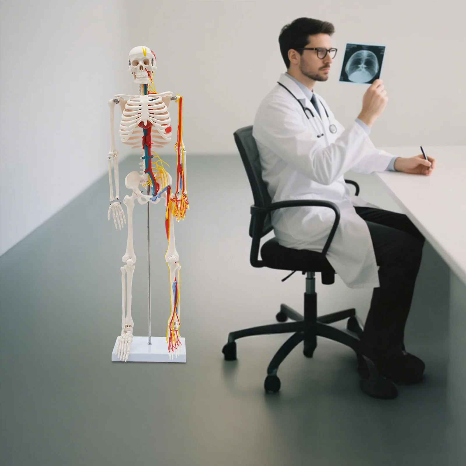 نموذج هيكل عظمي بشري 34 بوصة مع أداة تعليمية ممتازة للأوعية الدموية العصبية في مختبرات الفصول الدراسية الطبية