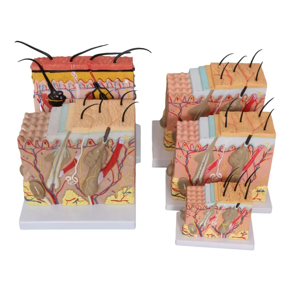 

Косметическое и пластиковое трехмерное увеличение кожи 35, анатомическая модель структуры ткани человеческой кожи