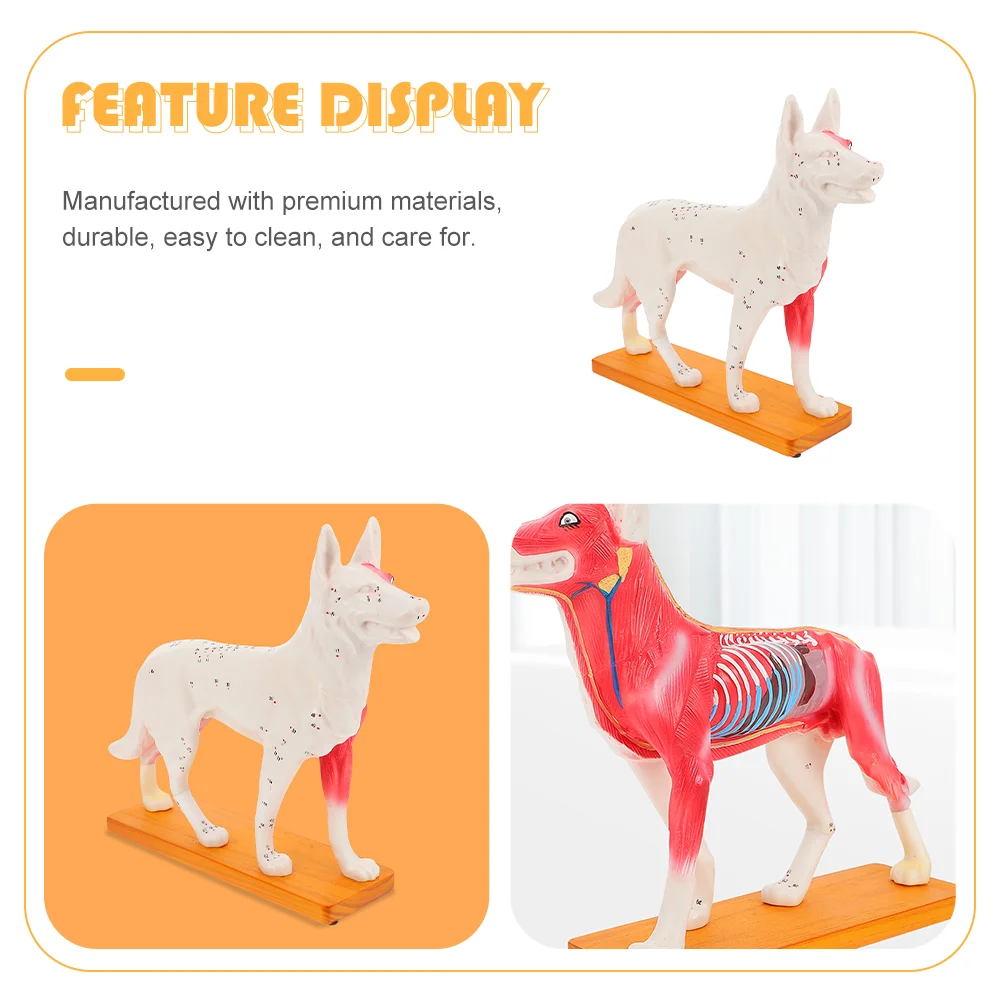 Dog Acupoint Model Anatomical Body Acupuncture Training Desktop Student Tools Teaching Canine School Office