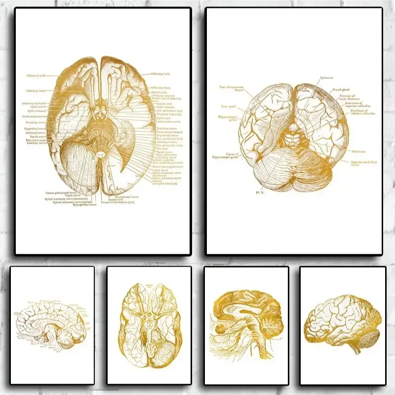 Neuroscience Foil Nursing Gifts Doctors Office Anatomy Wall Art Print Painting Home Decor For Living Room Decoration Posters