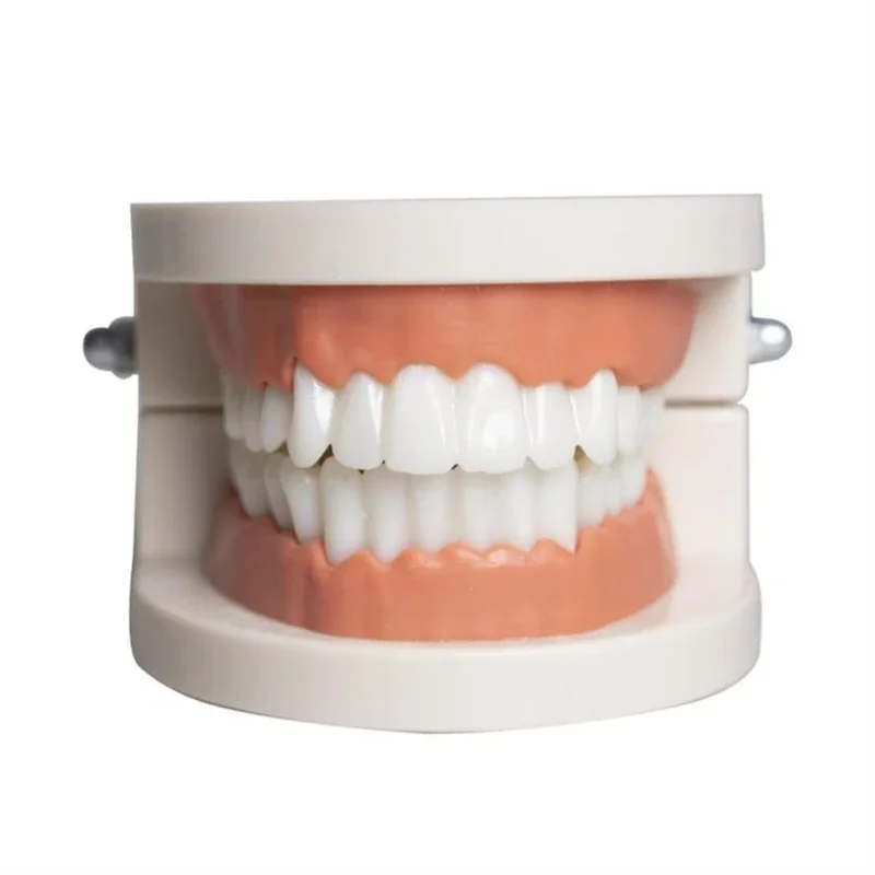 Dental Resin Health Care Dental Teaching Dental Model Kindergarten Practice Brushing Model