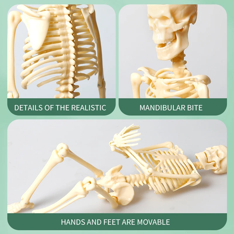 Skeleton Human Model Anatomy Skull Full Body Fingers And Toes Can Be Adjustable Toy Dropshipping Medical Science Teaching DIY