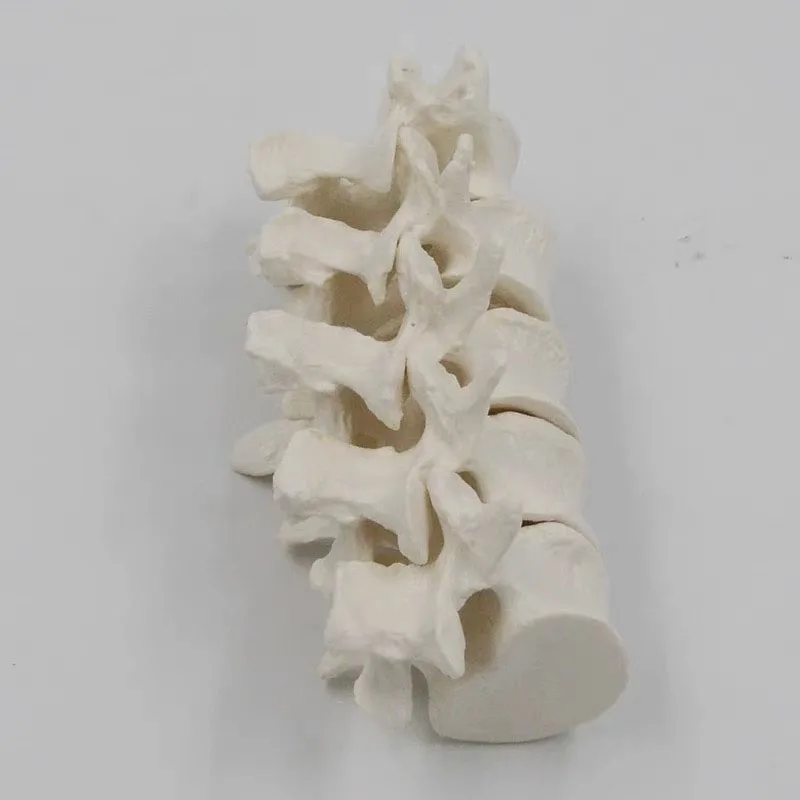 Spine Model Human Anatomical Spine Lumbar Vertebrae Cervical Spine Skeleton Model Medical Teaching Educational Tool