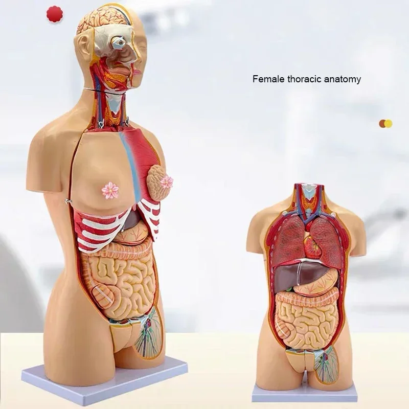 Teaching Model Laboratory Detachable 32 Pieces Torso Model Human Internal Organs Anatomy Female Torso Anatomy Organ Structure