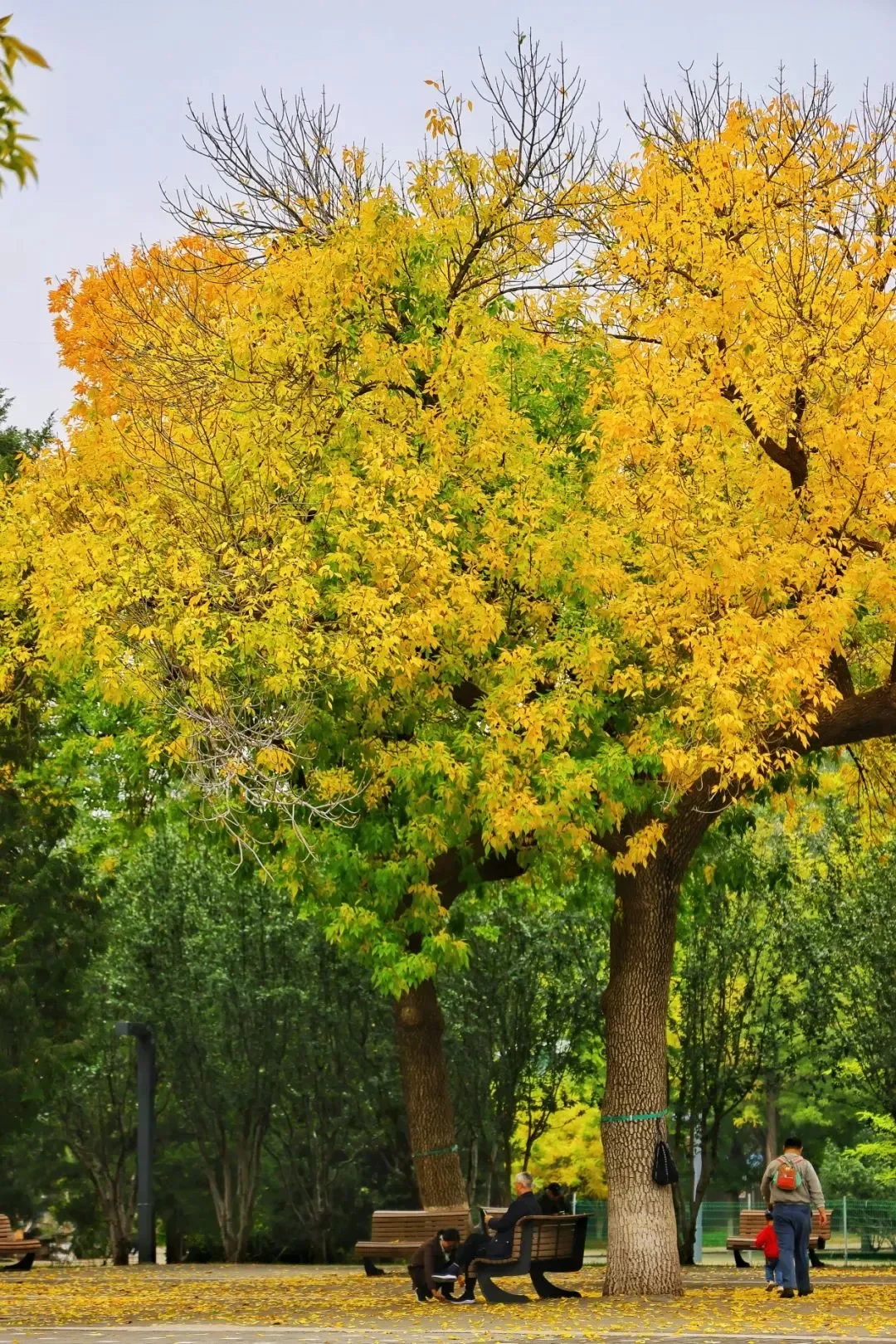 

1Piece Bottle Stopper Wine Storage Twist Cap Plug Wine Reusable Vacuum Sealed Red Wine Bottle Stopper