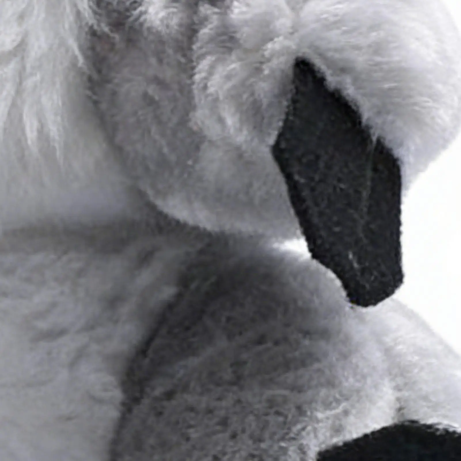 

Головной убор для водителя, милые мягкие спортивные аксессуары, коровьи головные уборы для водителя гольфа для лесного фарватера, молоток, уличный курс, дальность действия