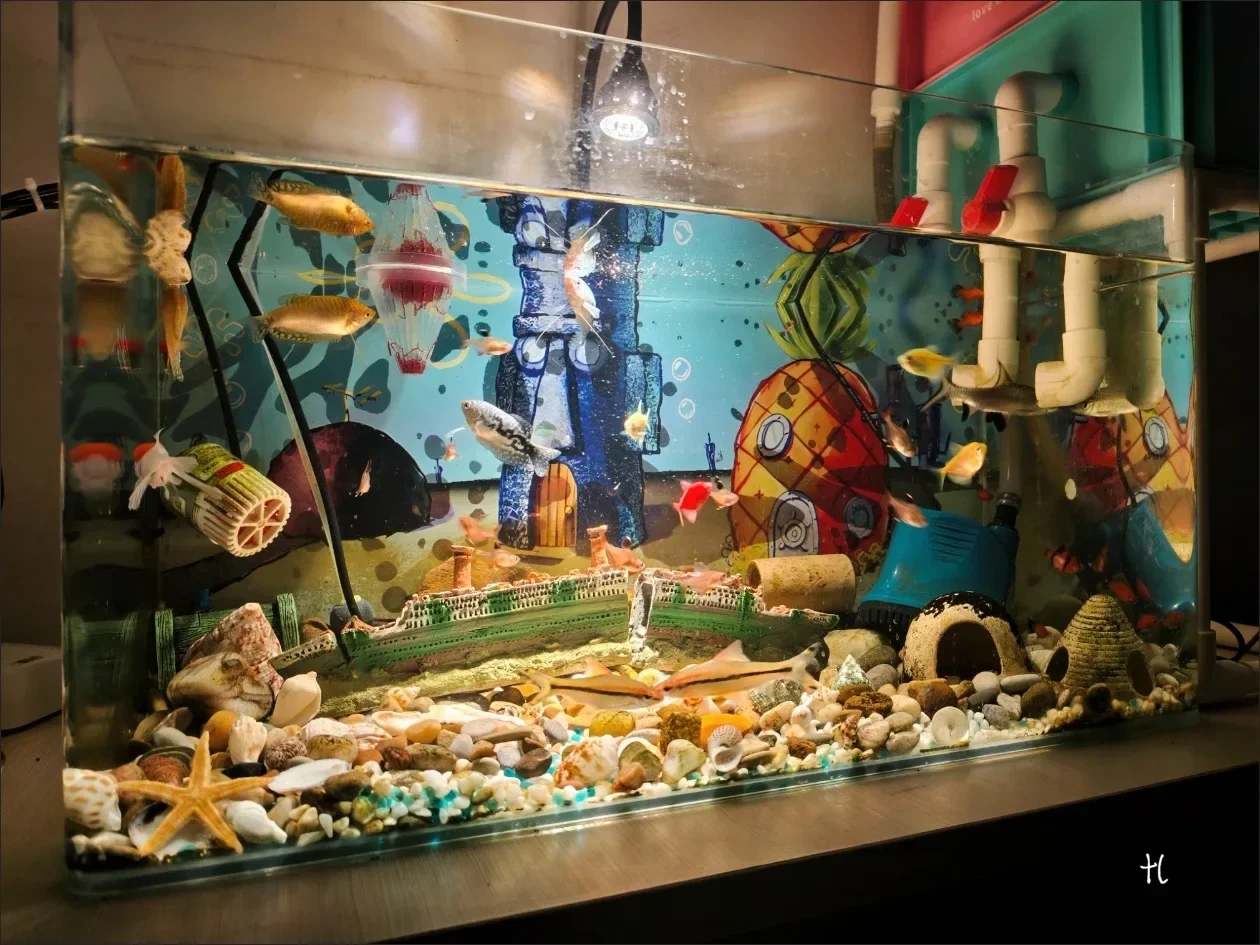 12 قطعة من أصداف السلطعون الناسك، محارة البحر الطبيعية للصغيرة والمتوسطة، خزان الأسماك، ديكور حوض السمك، ديكور المنزل