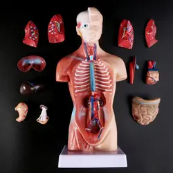 15Parts In 1 Mannequin Anatomical Teaching Model School Educational Tool Adult Human Body Anatomy Torso Anatomy Puzzle Toys 28CM