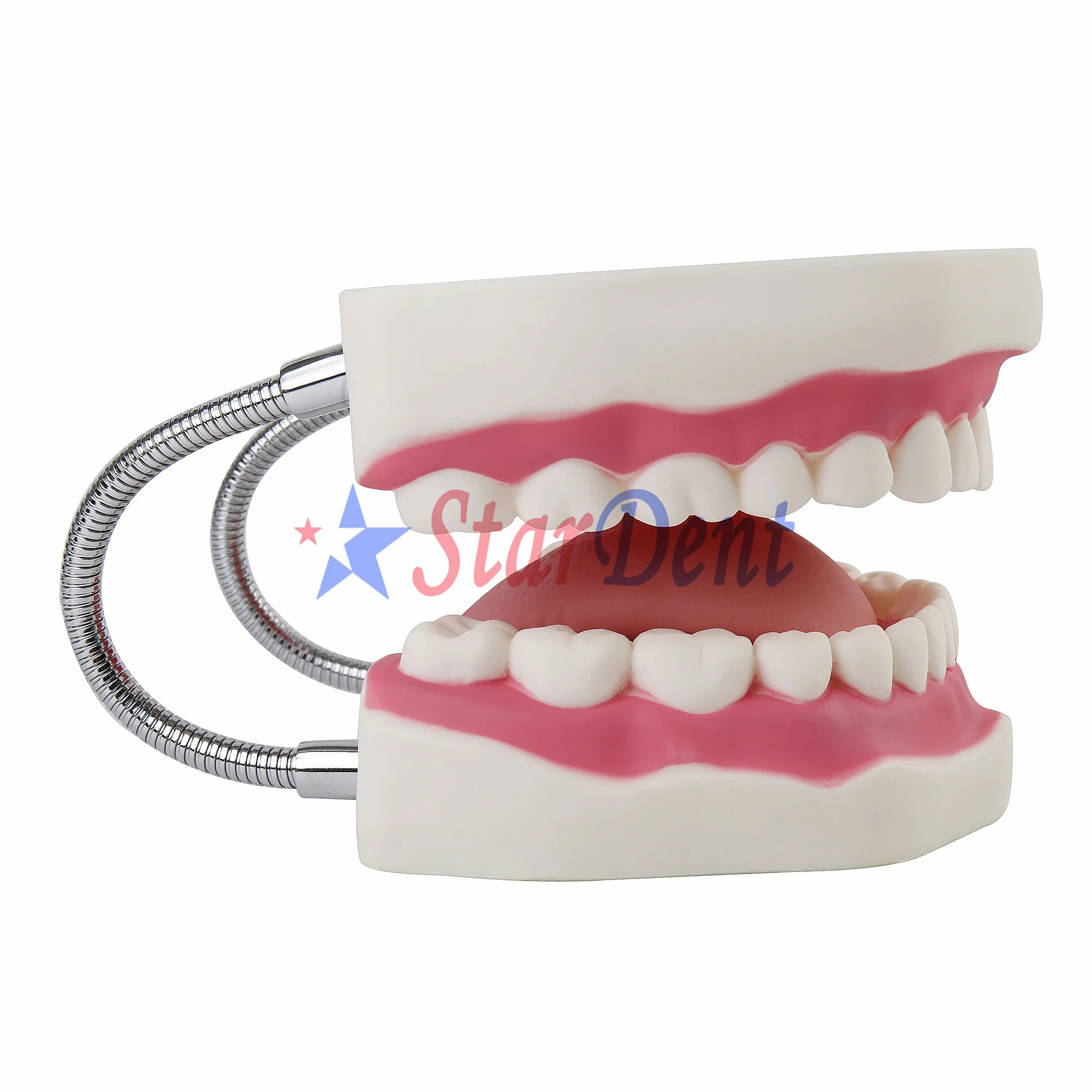 6X Magnification Dentals Teeth Model for Teaching, Dentistry Practice Tool for Students