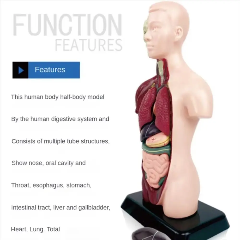 Plastics Human Torso Anatomy Model DIY Mannequin Montessori Human Body Educational Prop Construction Education Toys