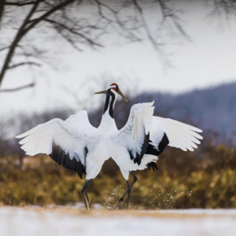 4 قطعة 73 مللي متر دورة قصيرة شاحنة الرمال الإطارات ل ARRMA 1/18 الجرانيت جروم RC ترقية أجزاء السيارة الملحقات #1
