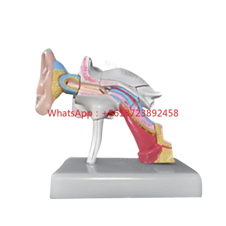 SY-N014 Teaching Resources human ear model