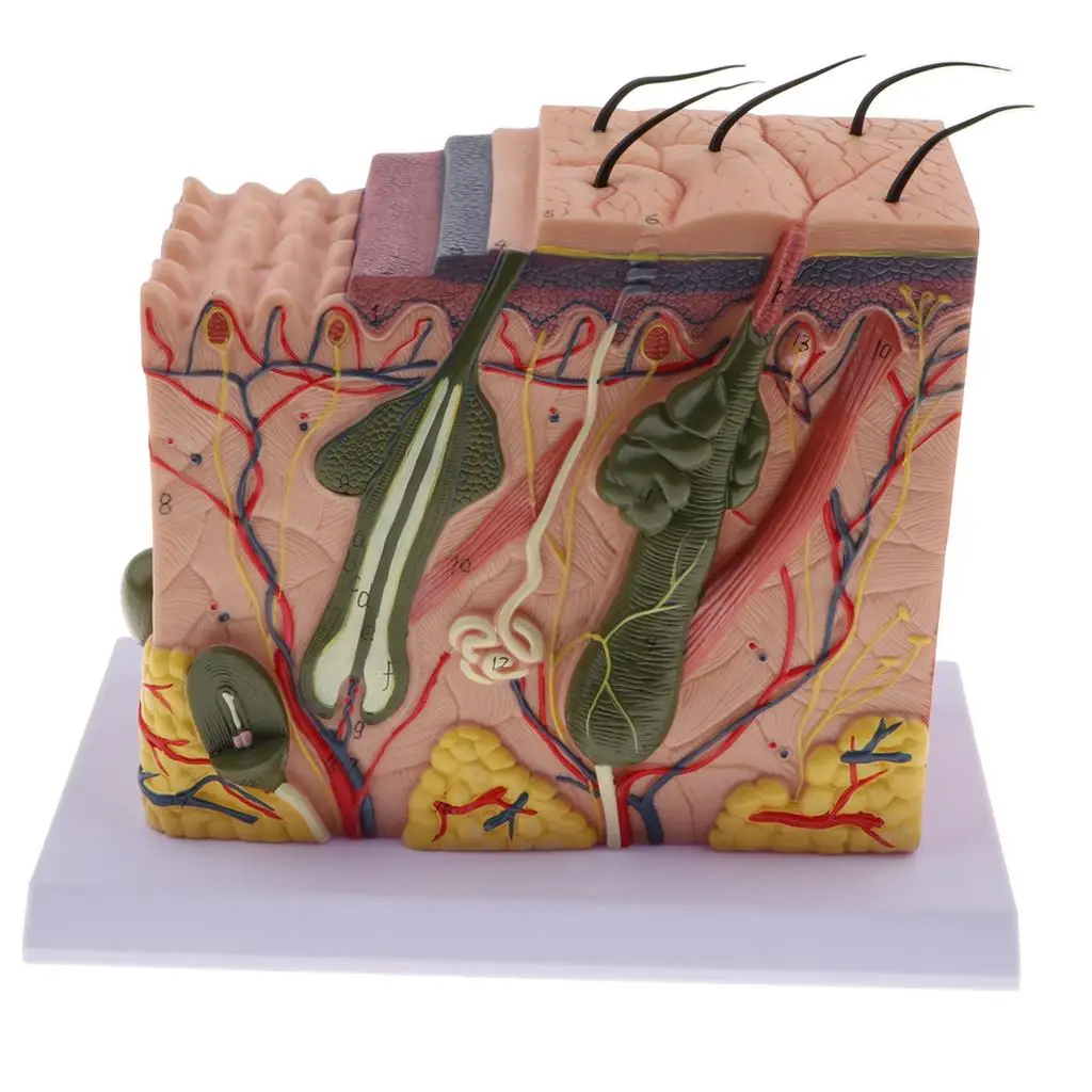 Tissu de la peau humaine avec appendages, modèle de démonstration de Seattle agrandi 70X