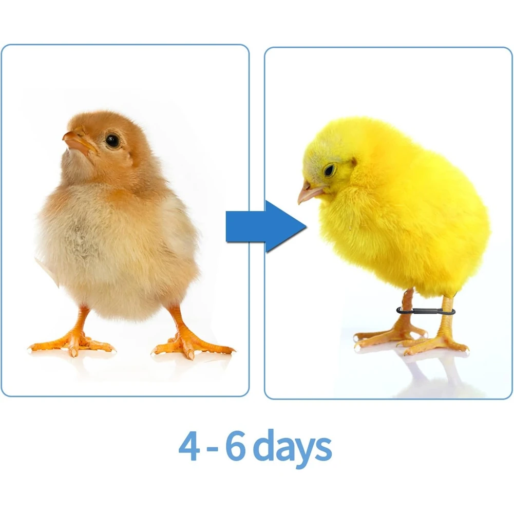 100 pçs bebê frango splay perna hobble cinta ajustável aves perna bandas para recém-nascido spraddle perna pintinho pássaro codorna patos
