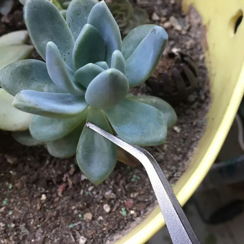 คราดทำสวนขนาดเล็กคราด spatula Baja Tahan karat พัด3 Tines คราดมือเล็กๆสำหรับกวาดใบไม้ทำความสะอาดเศษซาก