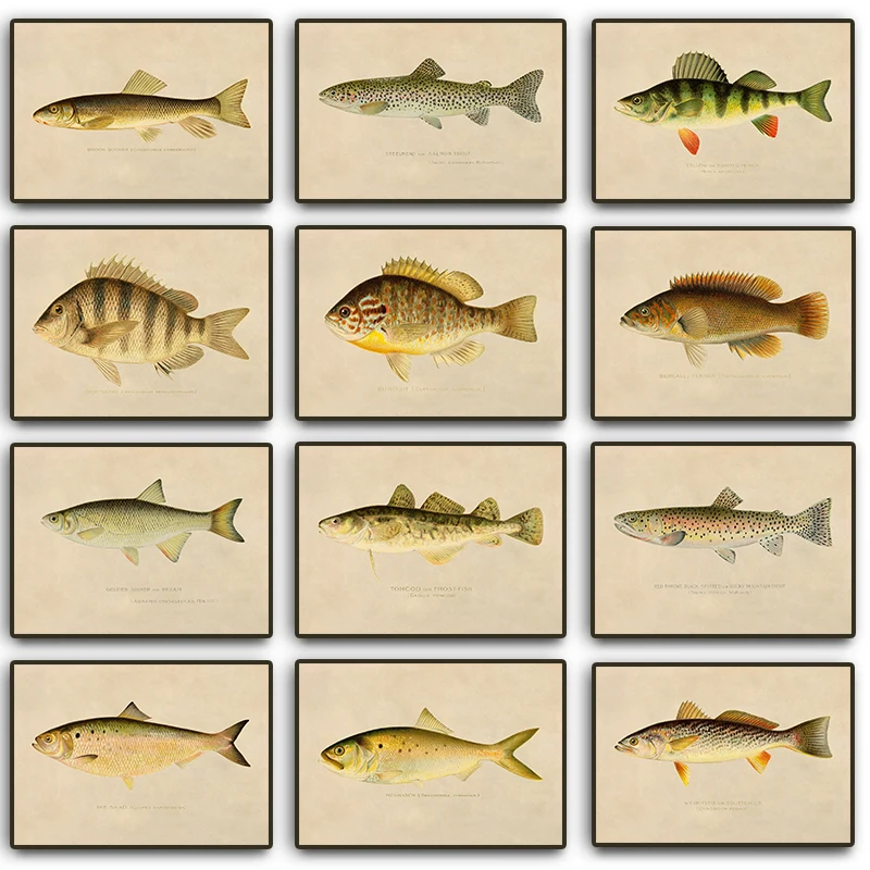 Retro Biology Fish Atlas Poster Trout/Sheepshead/Butterfish/Silver Chub Fish Canvas Painting Wall Art Picture Bedroom Home Decor