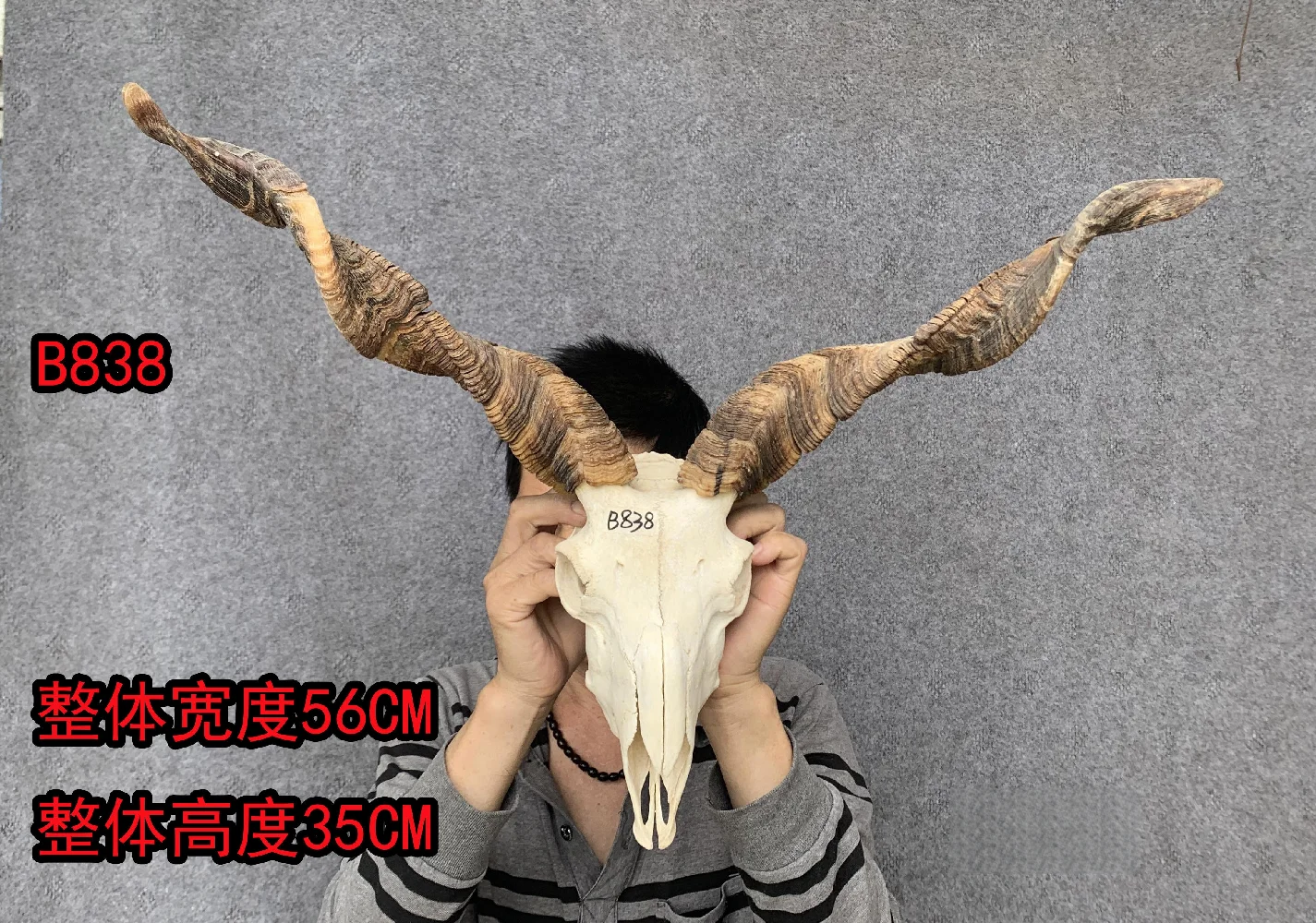 Real Goat Head, Tibetan Real Skull Craft, Bone Horn Ornament, Unique Decoration
