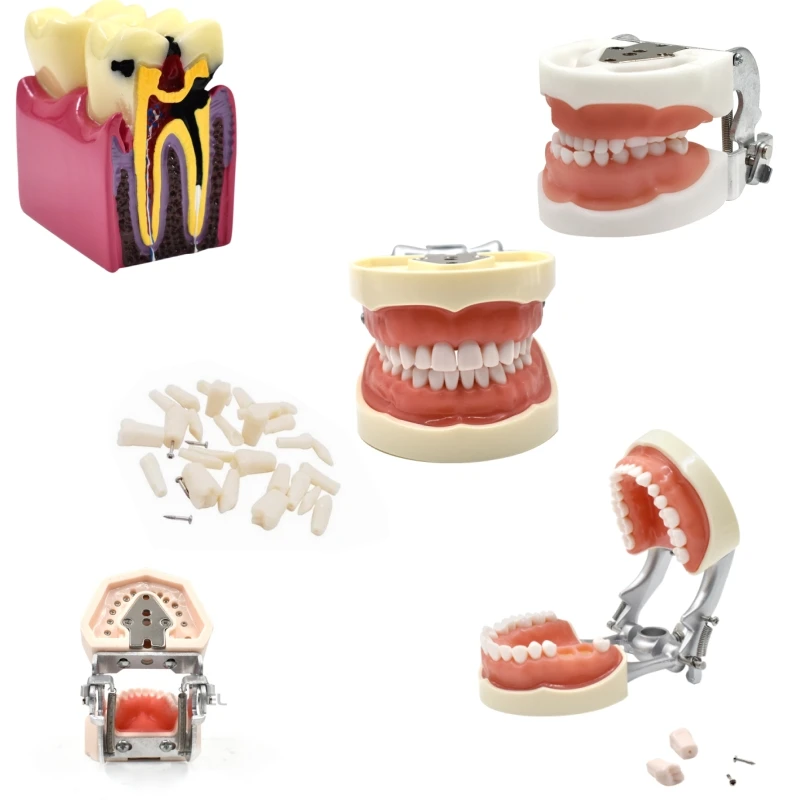 24/28/32/6X Teeth Model Removable Typodont Model for Orthodontic Teach Practice Standard Dental Model Teeth