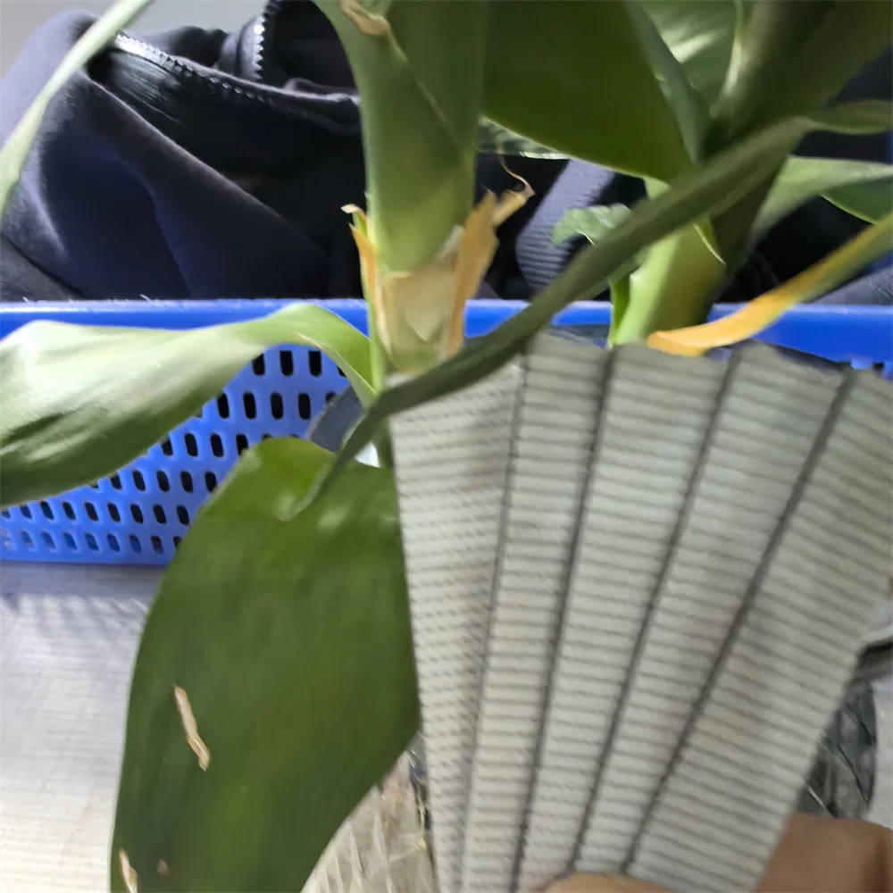 

5X A161R70400 A161-R704-00 Чистящая палочка для Konica Minolta 654 754 C224 C284 C364 C454 C554 C654 C754 C7822 C7828