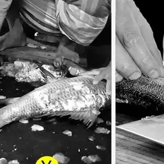 

High Quality Fish Scaler Fish Scale Removing Cleaning Machine LIJAYO