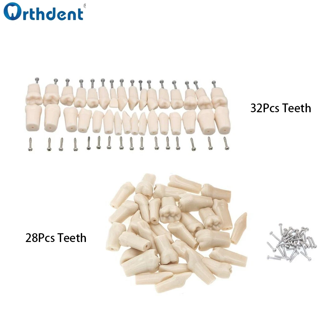 Dental Resin Teeth 28/32Pcs Typodont Model Replacement Screw-in Teeth Filling Restoration Dentist Teaching Accessories Dentistry