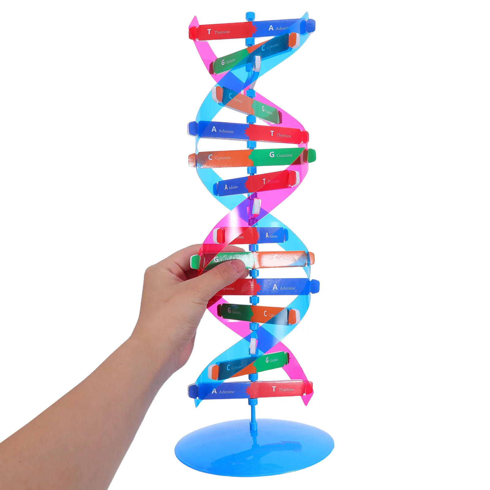 

Набор для сборки молекулярной структуры ДНК «Двойная спираль»: цветной, развивающий, для обучения генетике в классе и научных занятиях