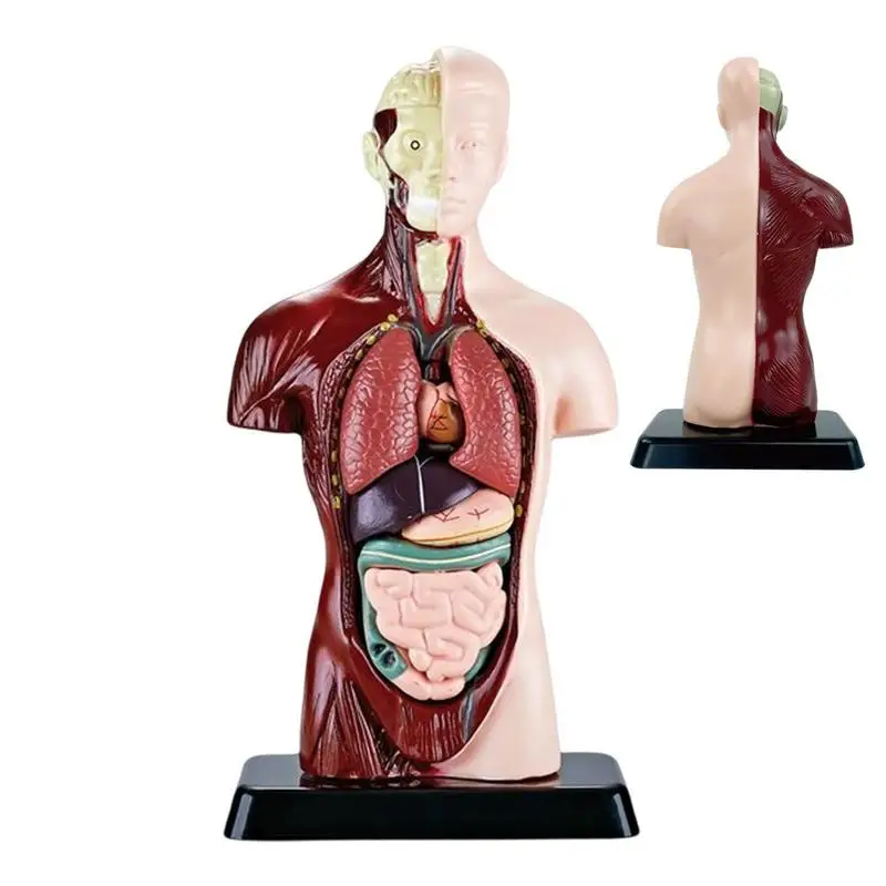 Modelo de corpo de torso humano, 6 peças removíveis, órgãos educacionais, modelo de torso médico para ensino escolar, estudo anatômico e ciências