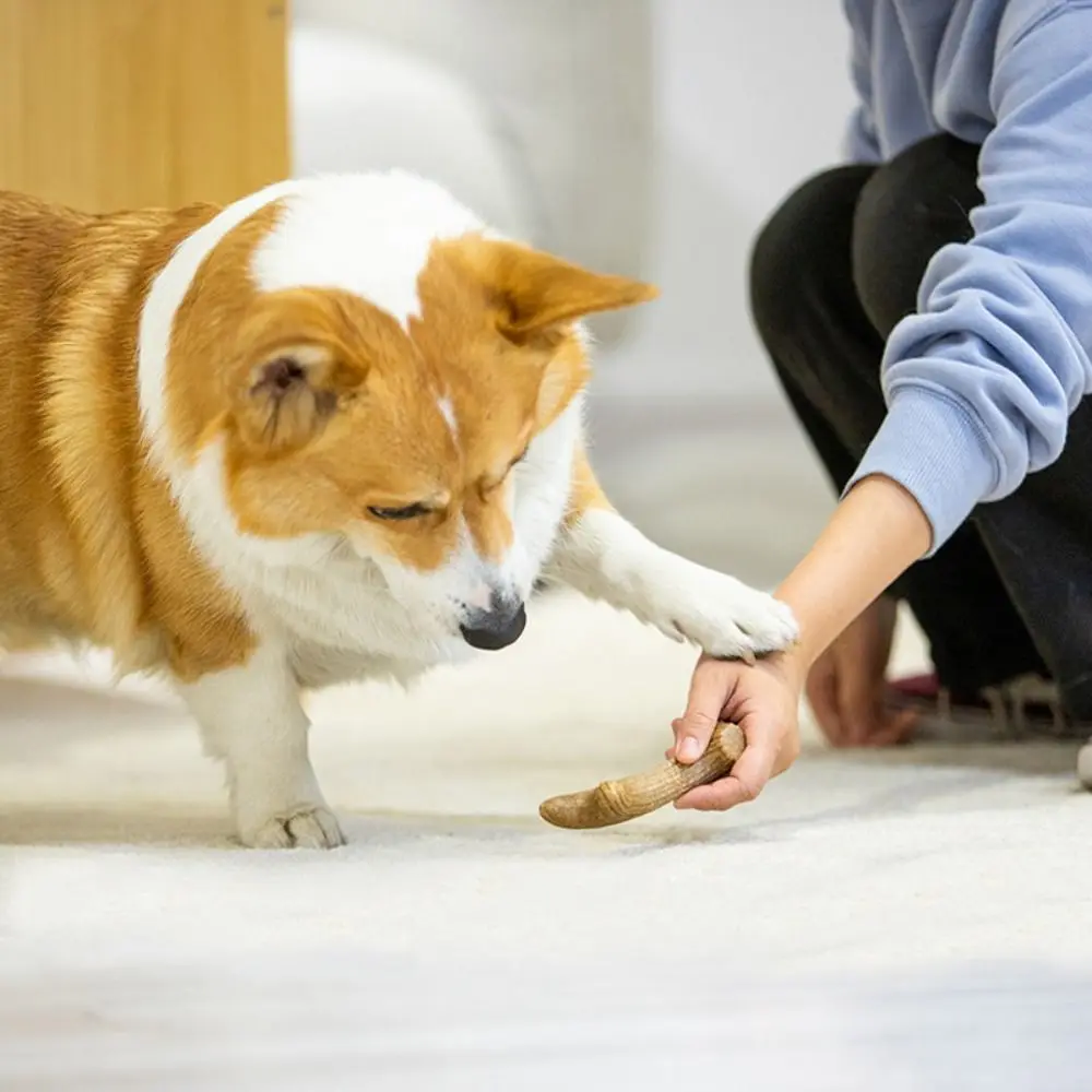 الإبداعية الكلب مضغ عصا العظام شكل الخشب جرو المولي اللعب الملمس الطبيعي لدغة مقاومة الكلب اللعب التفاعلية تنظيف الأسنان