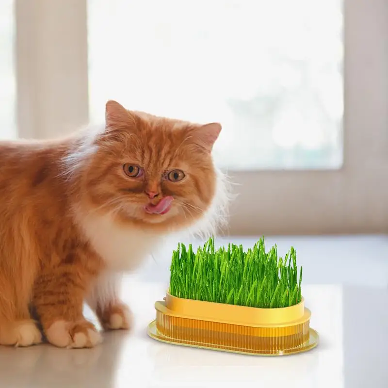 Cat Grass Plant Pot Cat Grass Planting Tray Safe Hydroponic Cat Grass Planter Transparent Cat Grass Basin For Indoor Cats