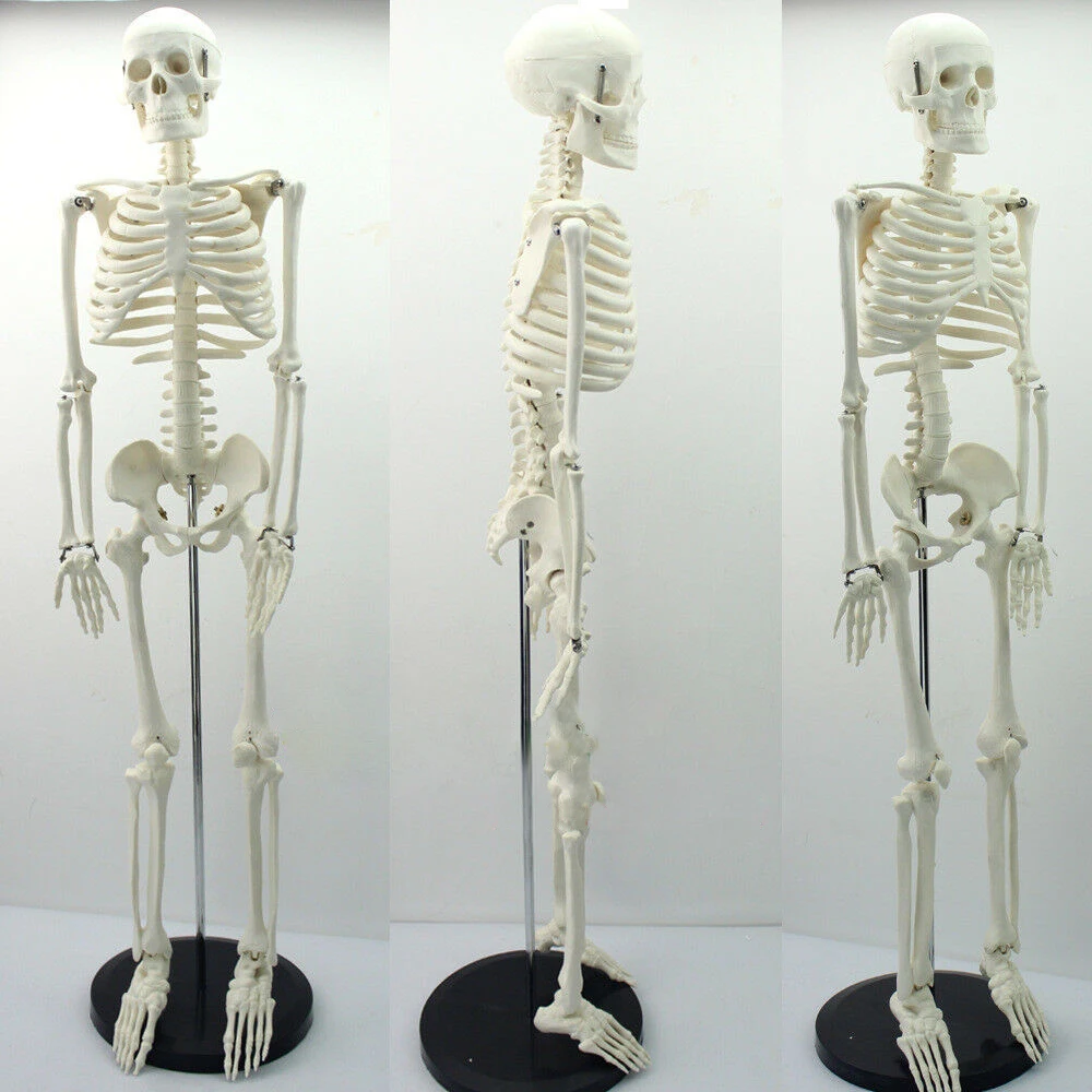 

APHRODITE 85CM Human Skeleton Model 35" Anatomical Replica 1/2Life Size with Stand Fexible Learn Anatomy Anatomical Teach Models