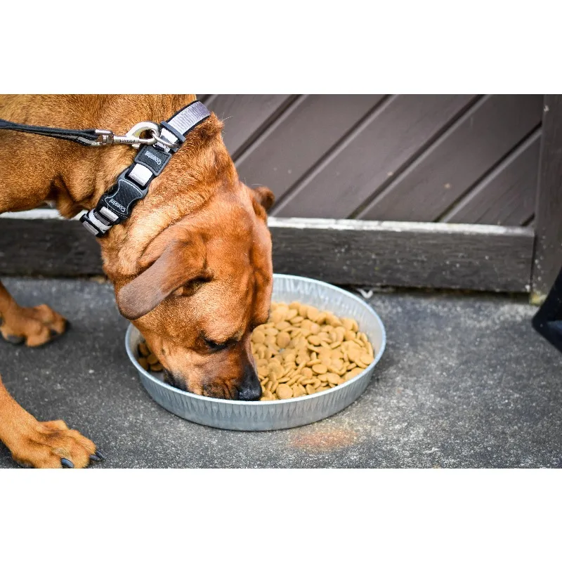 ถาดสุนัขชุบสังกะสีแบร์กัน