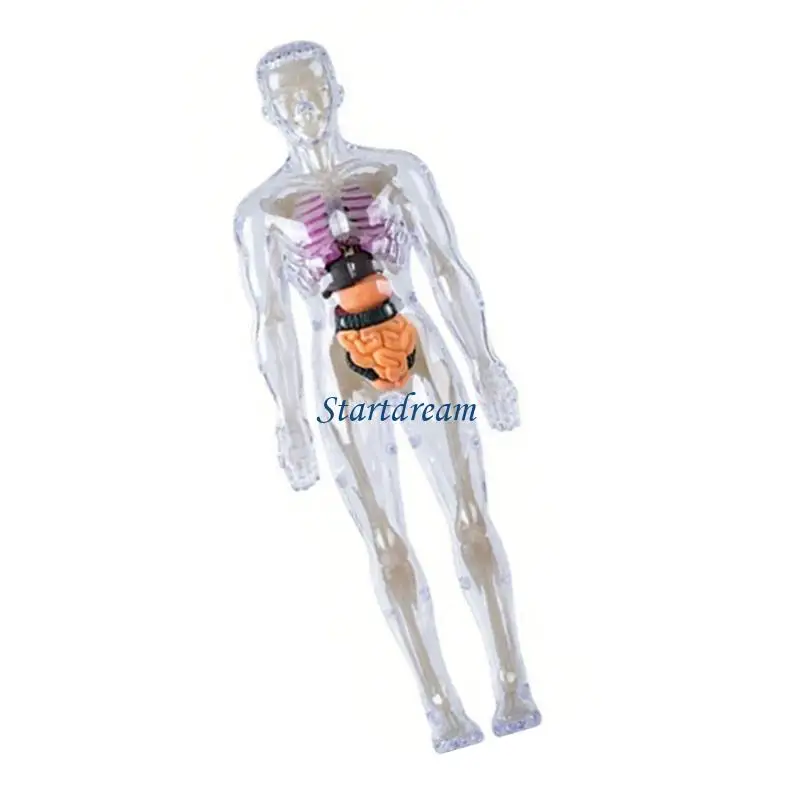 Educational Human Skeleton Anatomy Model With Removable Organs And Muscles K92C