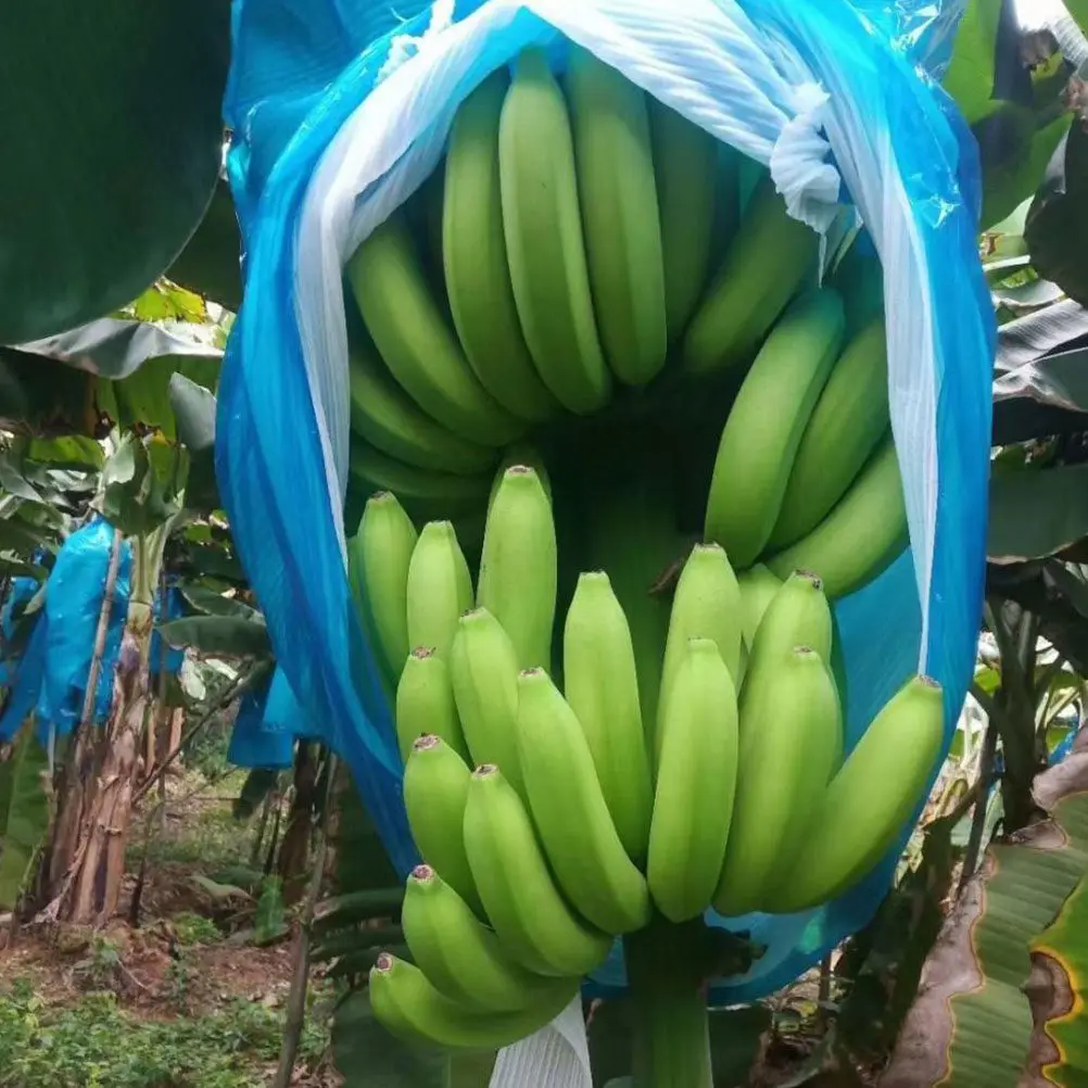 5Pcs Banana Ripening Covers Garden Protective Bags Fruit Supply Bags for Winter Plant Protection and Ripening for Fridge view 6