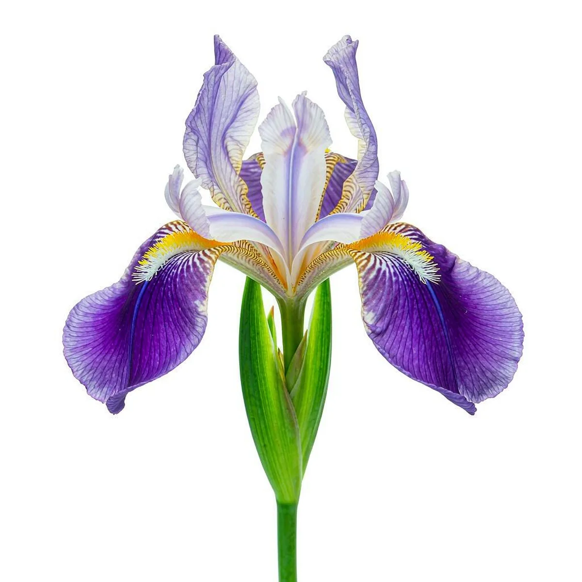 55 Semillas de Iris Morado y Naranja, Flor de Borde Elegante para Jardín, Maceta y Balcón