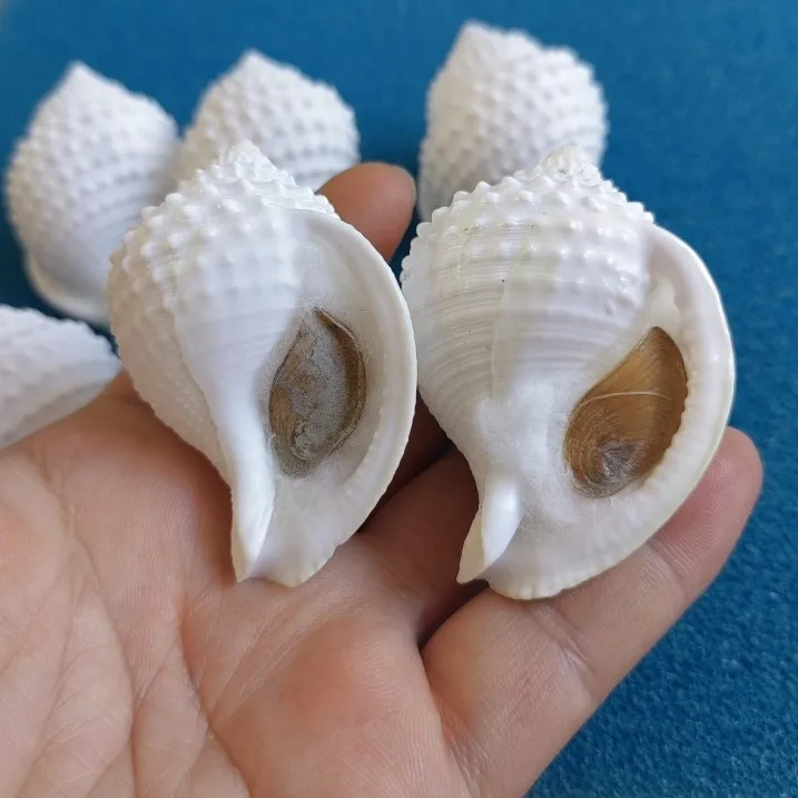 1PC Natural Conch Shells, Peanuts, Snails, Fish Tank Landscaping, Floor Decorations, Shooting Props and Gifts 5cm Sea Shells