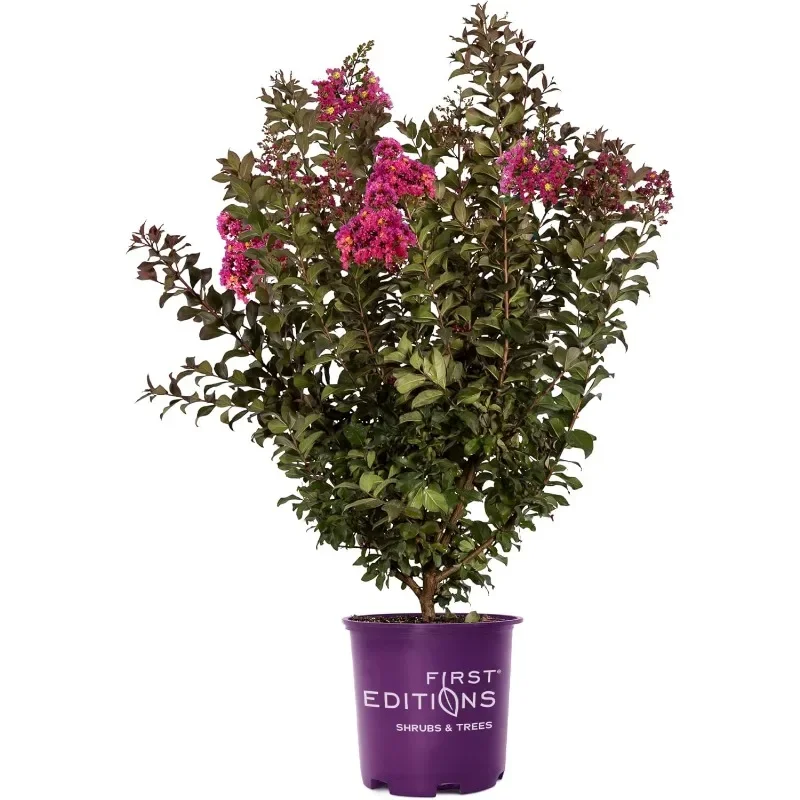 

Plum Magic Crape Myrtle, 7 Gallon, Fuchsia Blooms