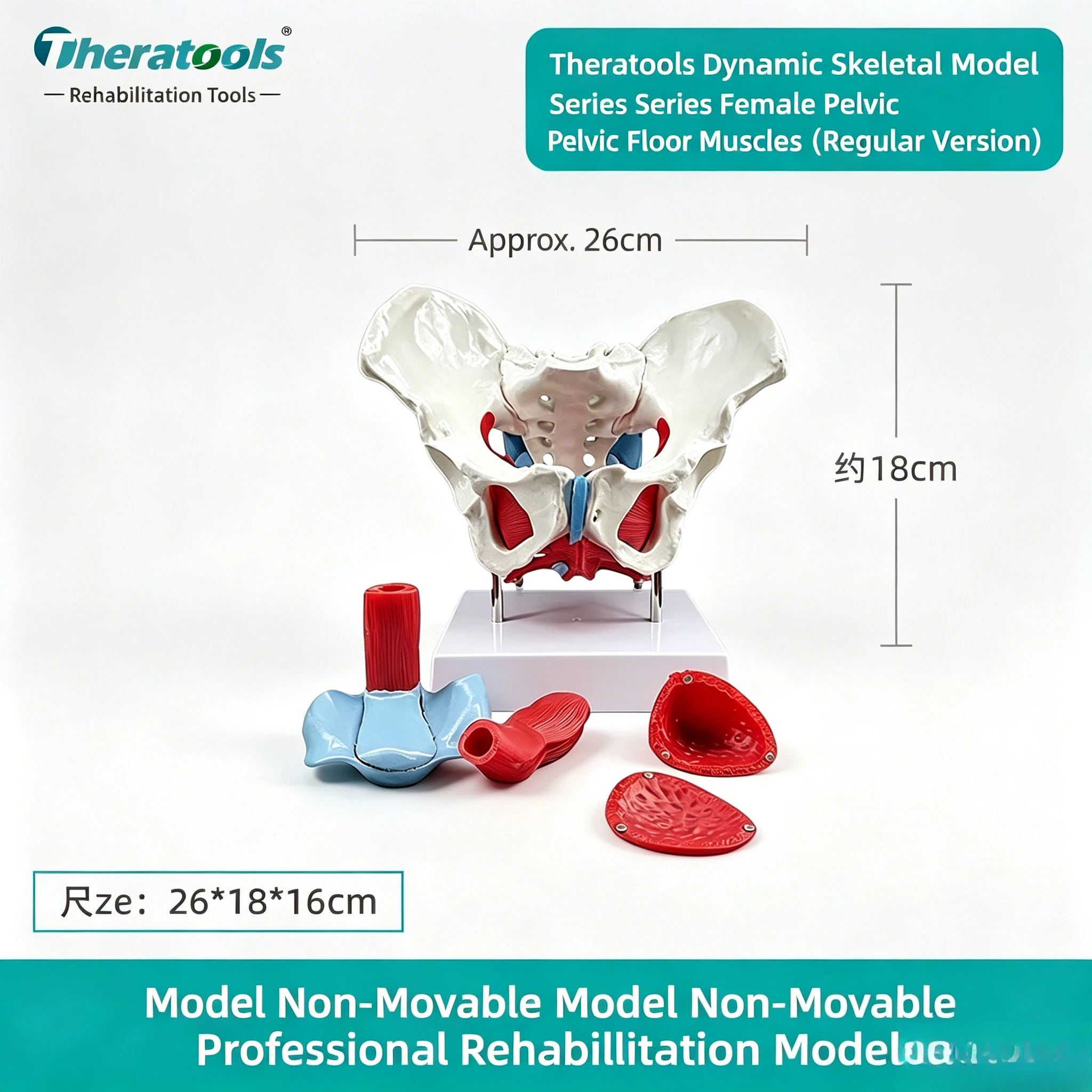 Color Dynamic Lumbar Pelvis Model - Movable Mini Female & Male Pelvis Joint with Detachable Design - Medical Teaching Aid
