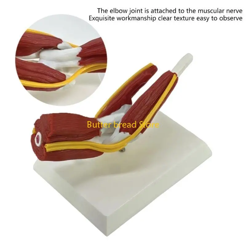 W89C筋肉質の右肘関節解剖学モデル専門教育トレーニングのための解剖学的肘関節筋神経モデル