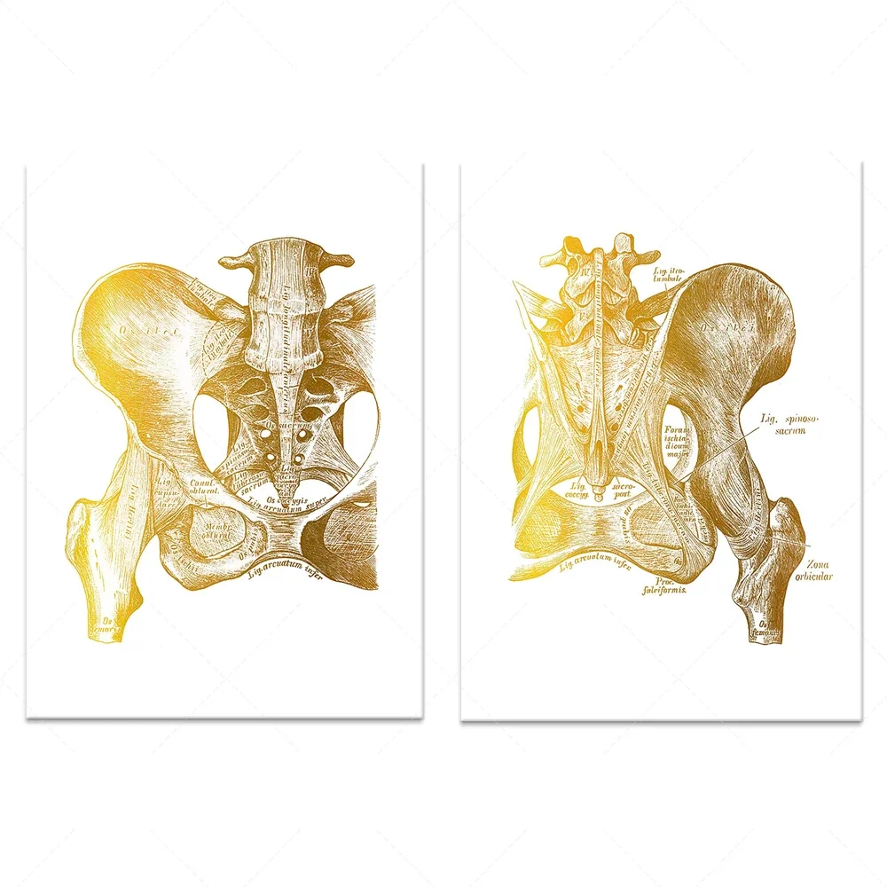 

Pelvis bone with sacrum and femur gold anatomy poster bone bone print medical art orthopedics gift chiropractic clinic decoratio