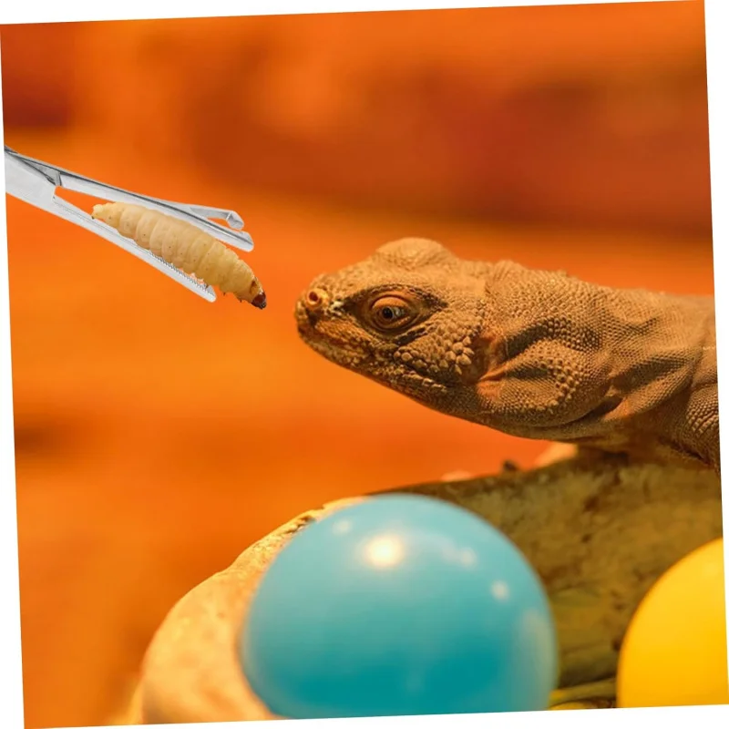 pince-d'alimentation-multifonctionnelle-pour-serpents-lezards-cameleons-clips-alimentaires-en-acier-inoxydable-accessoires-de-fournitures-pour-reptiles