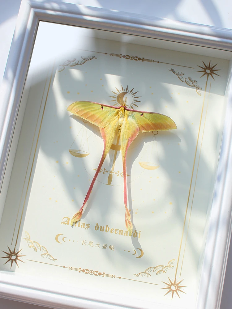 

Редкий образец длиннохвостого шелкопряда в рамке для демонстрации, предмет домашнего декора, коллекционный экземпляр, уникальный подарок для девушки