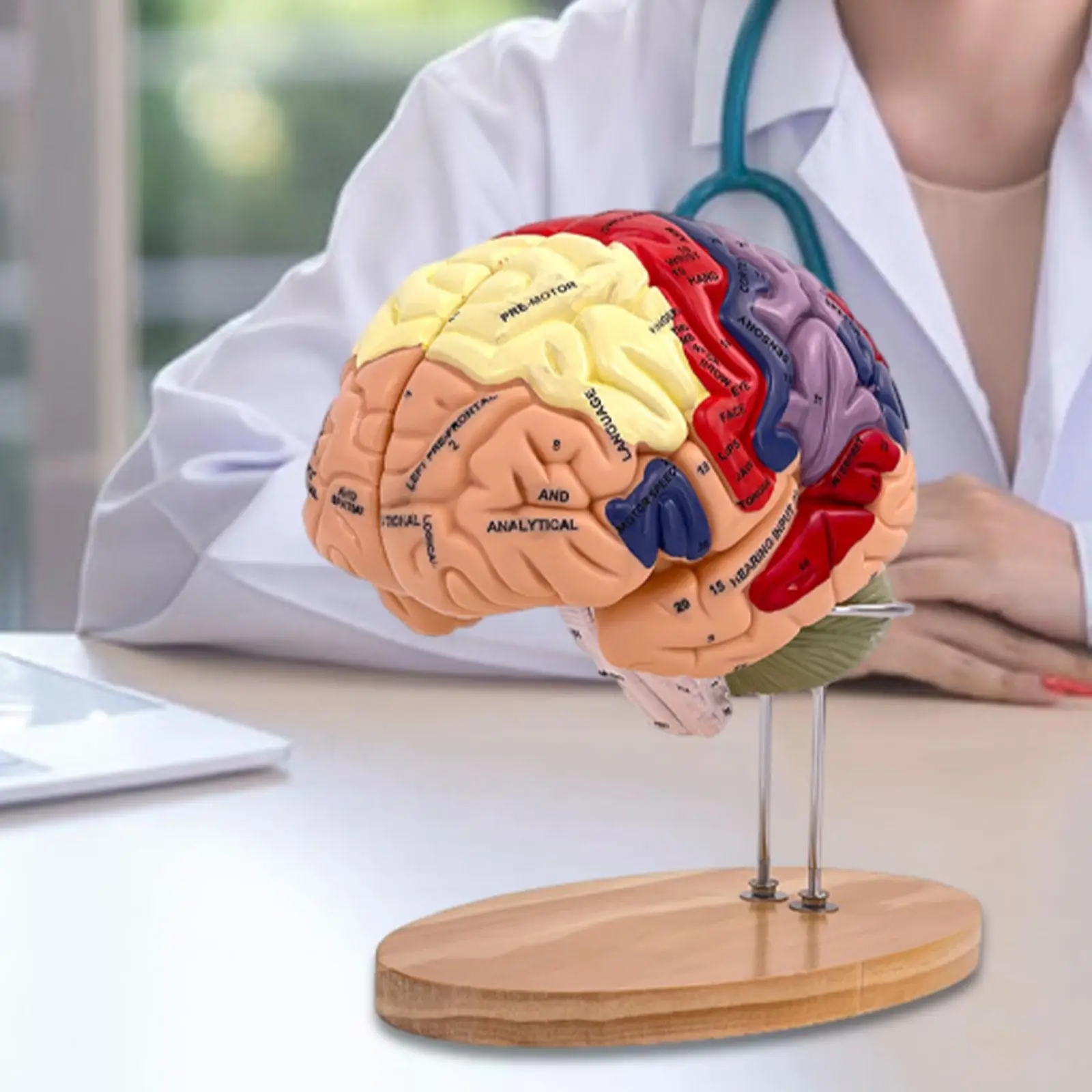 Human Brain Model Anatomy Teaching Model for Biology Classroom Study