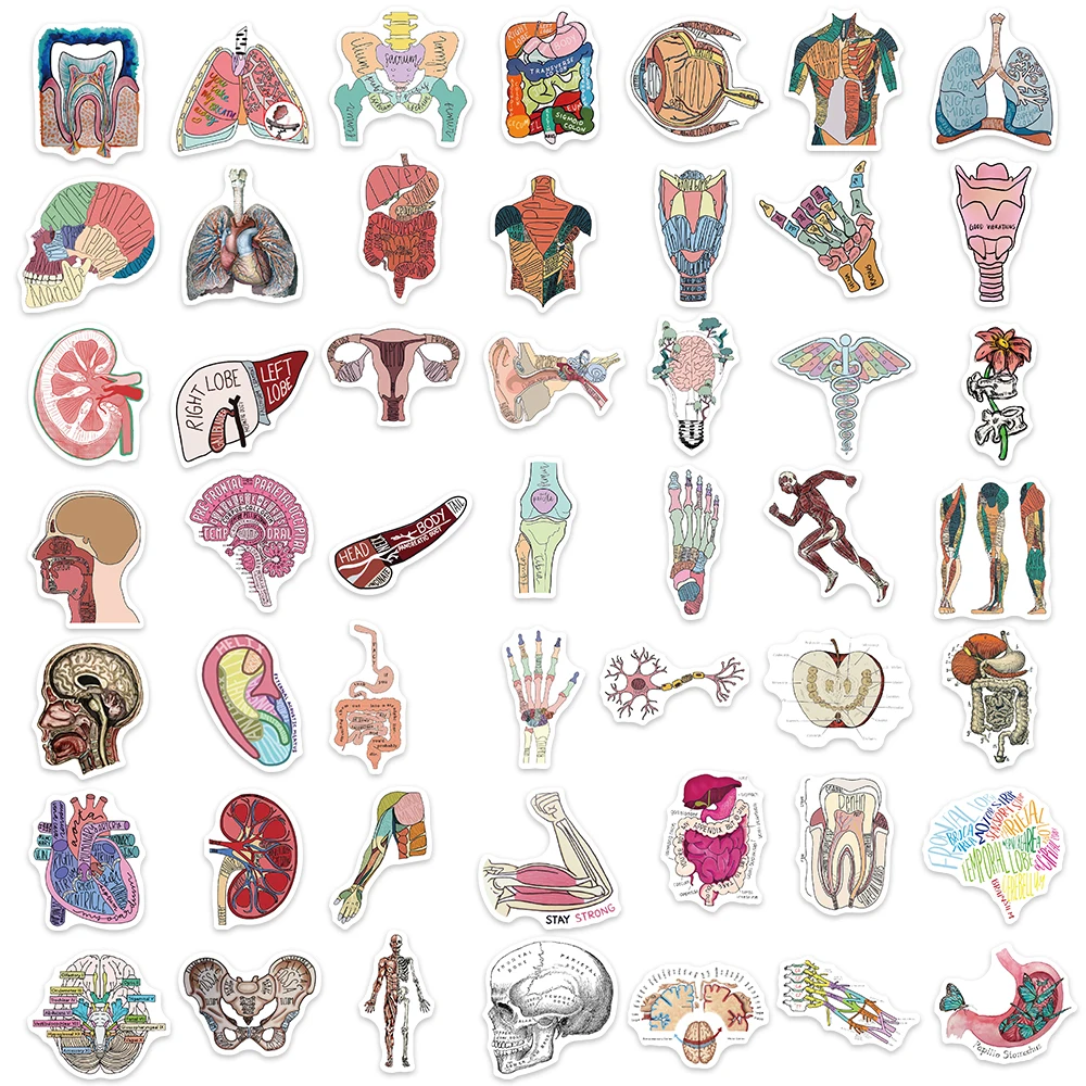 50pcs Human Anatomy Body Physiology Stickers Temporar Graffiti Stickers Luggage Skateboard Laptop  Guitar Sticker Decals Toys